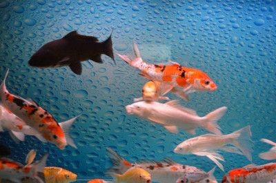 出現(xiàn)病魚的魚缸怎么辦視頻：如何處理病魚？如何識別病魚？