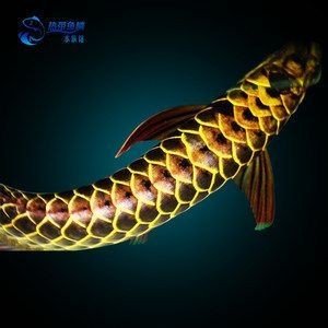 金龍魚號