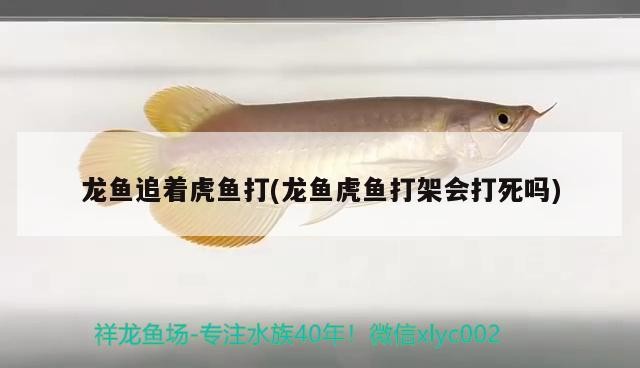 龍魚追著虎魚打(龍魚虎魚打架會(huì)打死嗎)