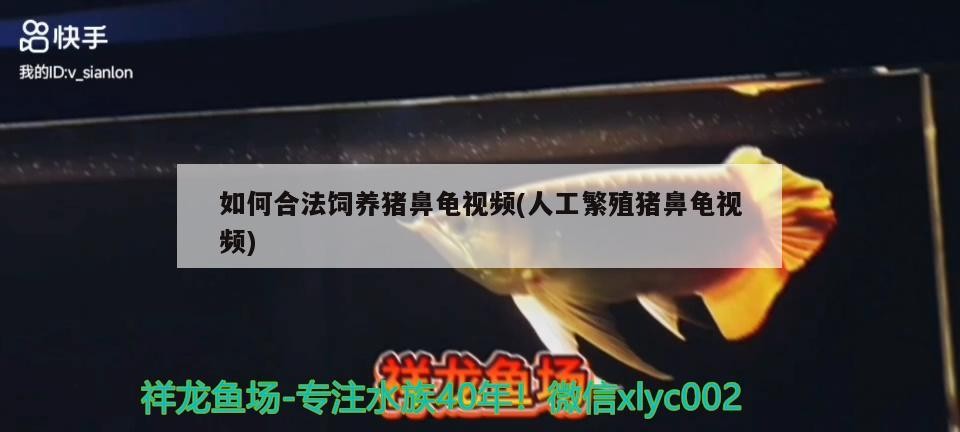 如何合法飼養(yǎng)豬鼻龜視頻(人工繁殖豬鼻龜視頻)