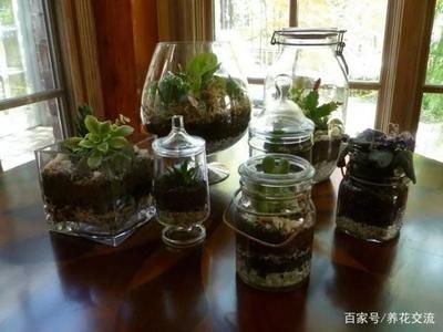 玻璃魚缸適合養什么花好：玻璃魚缸適合養什么花卉