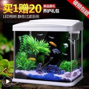 玻璃魚缸適合養什么花好：玻璃魚缸適合養什么花卉