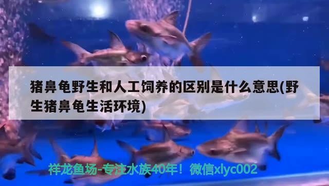 豬鼻龜野生和人工飼養的區別是什么意思(野生豬鼻龜生活環境)