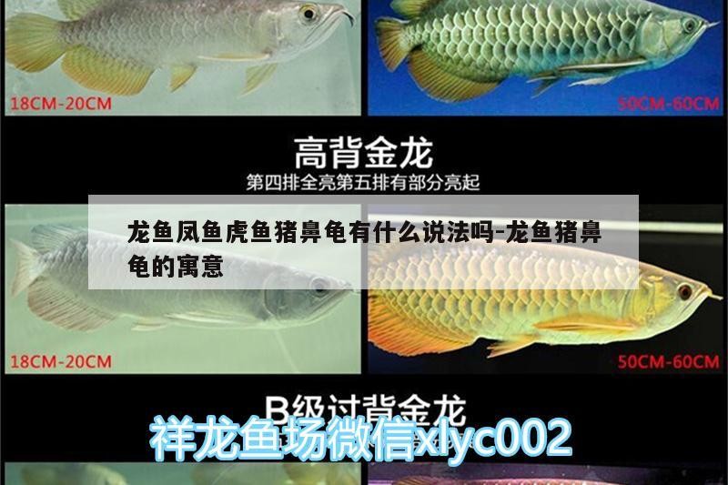 魚缸過濾器選購指南:自制魚缸過濾器魚缸上置過濾器對于養魚愛好者的必備知識 龍魚鳳魚虎魚豬鼻龜有什么說法嗎:龍魚豬鼻龜的寓意 豬鼻龜百科 龍魚鳳魚虎魚豬鼻龜有什么說法嗎:龍魚豬鼻龜的寓意 龍魚鳳魚虎魚豬鼻龜有什么說法嗎:龍魚豬鼻龜的寓意 豬鼻龜百科