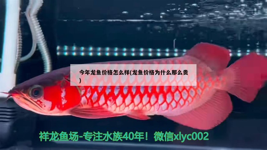 魚缸放在陽臺上好不好（魚缸挨著涼臺門好嗎） 魚缸放在陽臺上好不好（魚缸挨著涼臺門好嗎） 豬鼻龜百科 第1張