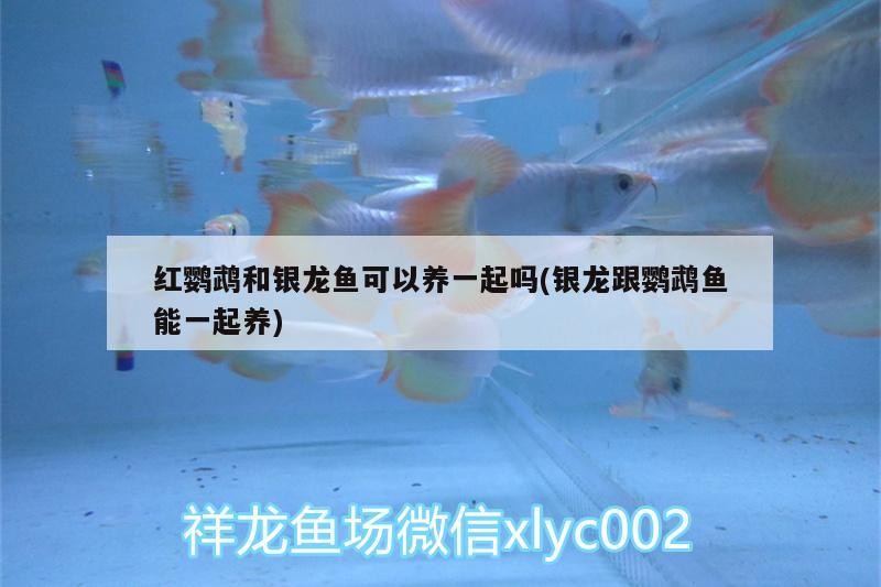 魚缸 紅龍魚和金龍魚的特征區別在哪(金龍魚銀龍魚紅龍魚的區別) 銀龍魚百科 紅龍魚和金龍魚的特征區別在哪(金龍魚銀龍魚紅龍魚的區別) 紅龍魚和金龍魚的特征區別在哪(金龍魚銀龍魚紅龍魚的區別) 銀龍魚百科