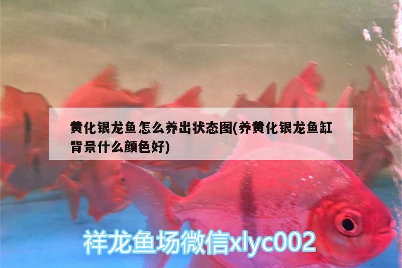 黃化銀龍魚怎么養出狀態圖(養黃化銀龍魚缸背景什么顏色好)