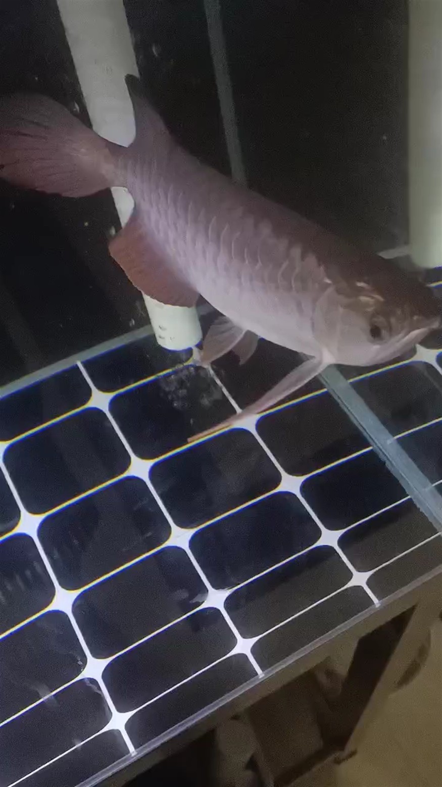 各位魚友們幫忙看看這個是怎么樣？這個頭是不是有點金頭表現
