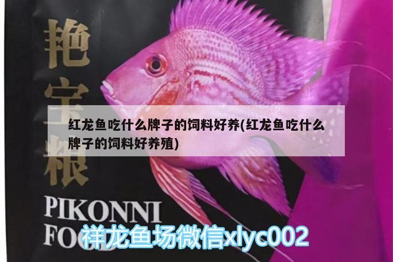 新開缸養(yǎng)水幾天后換水?(新開的缸幾天換水) 新開缸養(yǎng)水幾天后換水?(新開的缸幾天換水) 銀龍魚百科