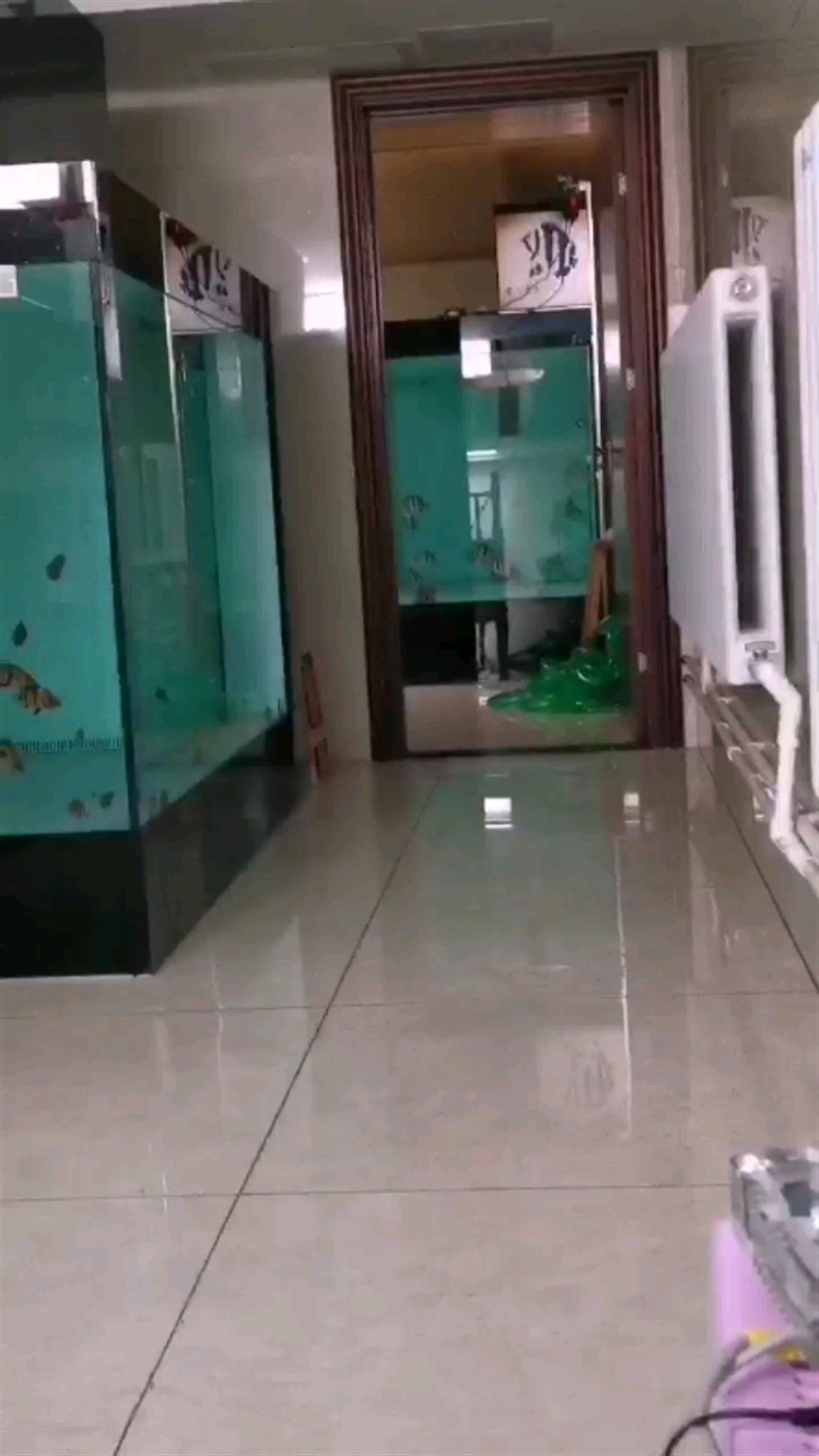 虎魚混養(yǎng)分享