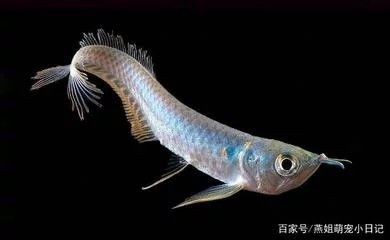 龍魚吃冷凍食品會怎樣呢 龍魚百科 第1張 龍魚吃冷凍食品會怎樣呢 龍魚吃冷凍食品會怎樣呢 龍魚百科 第1張