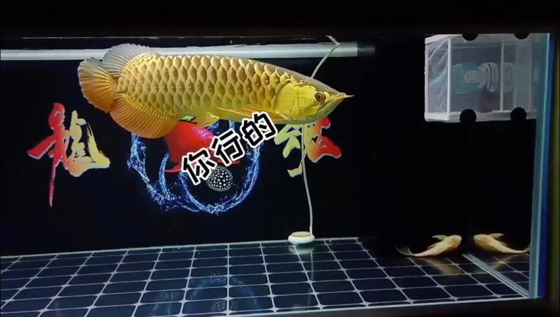 一龍一虎，給錢就出