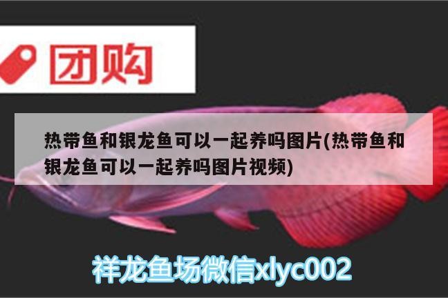 泰國虎 熱帶魚和銀龍魚可以一起養(yǎng)嗎圖片(熱帶魚和銀龍魚可以一起養(yǎng)嗎圖片視頻) 銀龍魚百科 熱帶魚和銀龍魚可以一起養(yǎng)嗎圖片(熱帶魚和銀龍魚可以一起養(yǎng)嗎圖片視頻) 熱帶魚和銀龍魚可以一起養(yǎng)嗎圖片(熱帶魚和銀龍魚可以一起養(yǎng)嗎圖片視頻) 銀龍魚百科