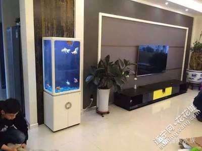 龍魚能和豬鼻龜混養嗎圖片視頻（龍魚能和豬鼻龜混養嗎圖片視頻大全）