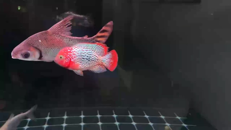 長大了 脾氣也磨沒了 龍魚論壇 第1張 長大了 脾氣也磨沒了 長大了 脾氣也磨沒了 龍魚論壇 第1張