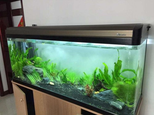紅龍魚趴缸怎么辦小妙招視頻（紅龍魚趴缸怎么辦小妙招視頻教程） 紅龍魚趴缸怎么辦小妙招視頻（紅龍魚趴缸怎么辦小妙招視頻教程） 紅龍魚百科