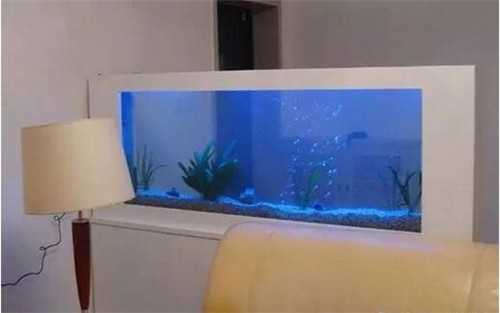 龍魚與虎魚（龍魚與虎魚混養）