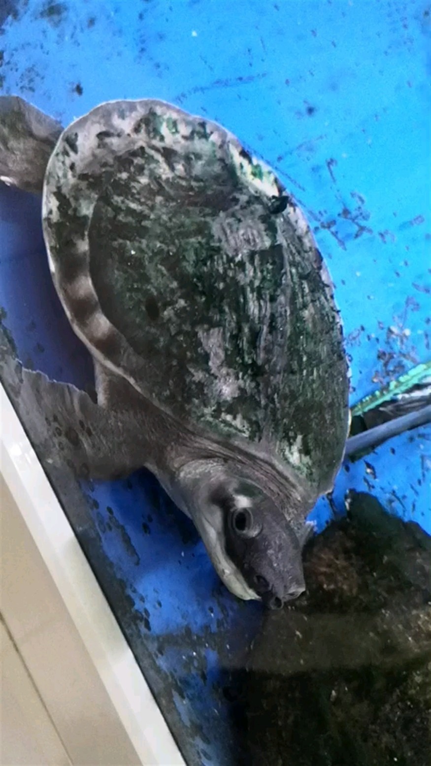 看看我哥們兒養的豬鼻龜