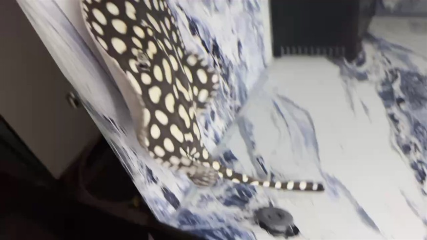滿缸飛 滿缸飛 龍魚論壇