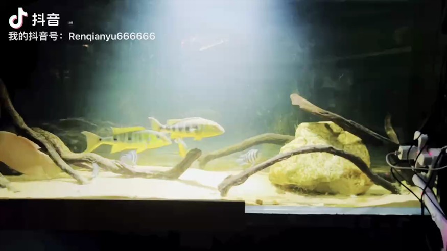 三湖慈鯛90天使霸氣十足
