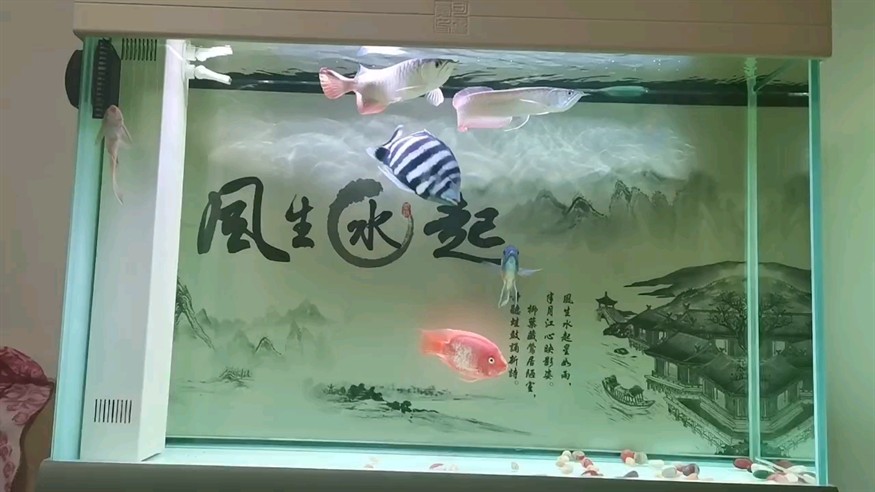 龍弟入缸滿月了，平安[haha] 龍弟入缸滿月了，平安[haha] 龍魚論壇
