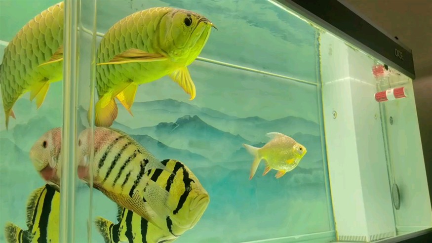 大噸位 大噸位 龍魚論壇