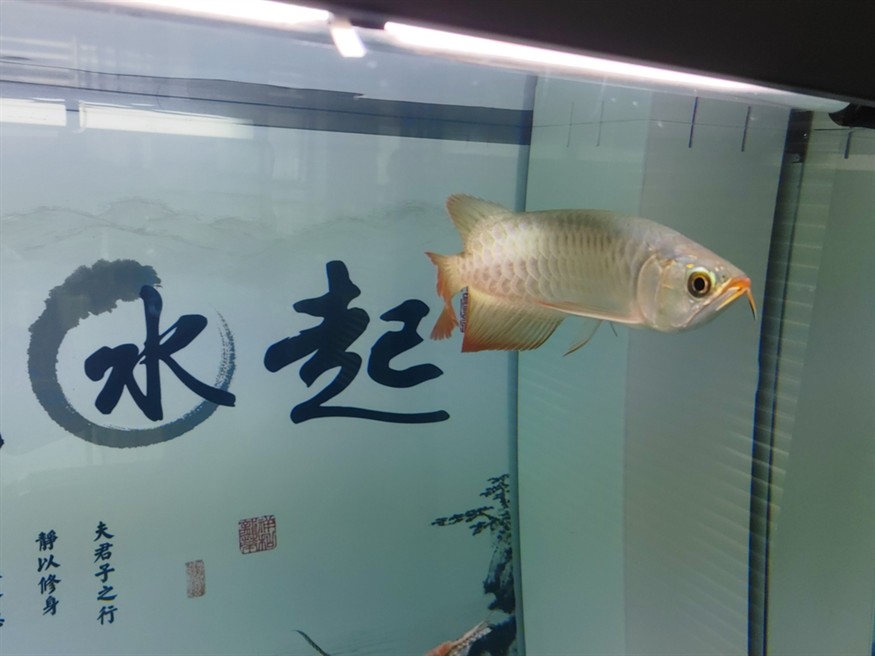 再來一條孟吉爾