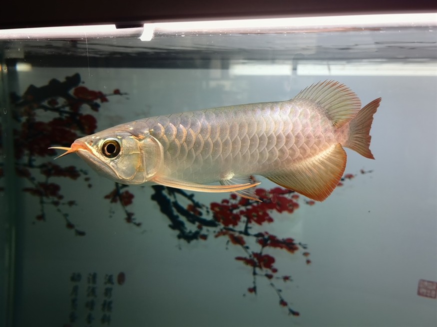 再來一條孟吉爾