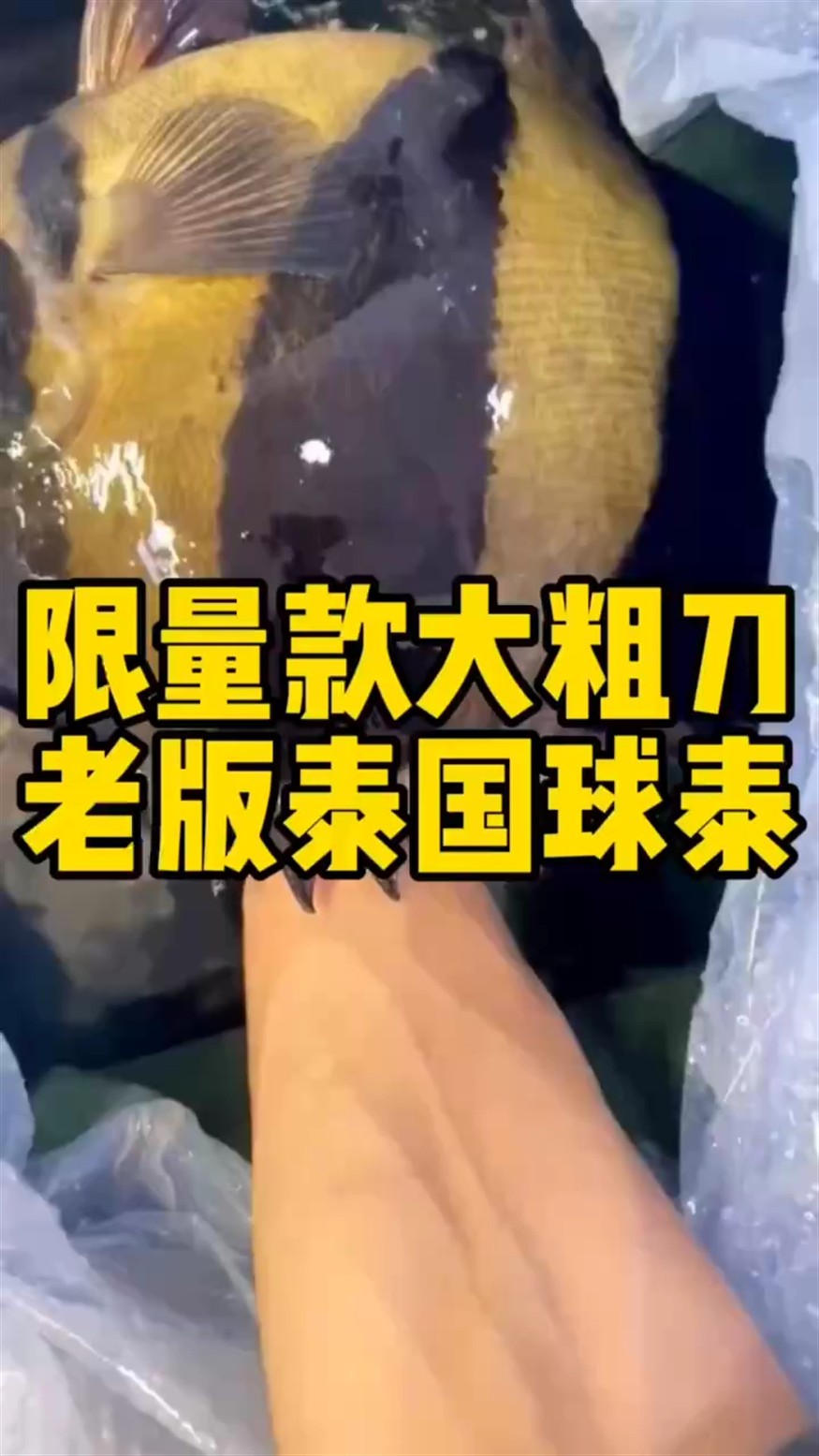 今天有幸收到了一條老版泰虎