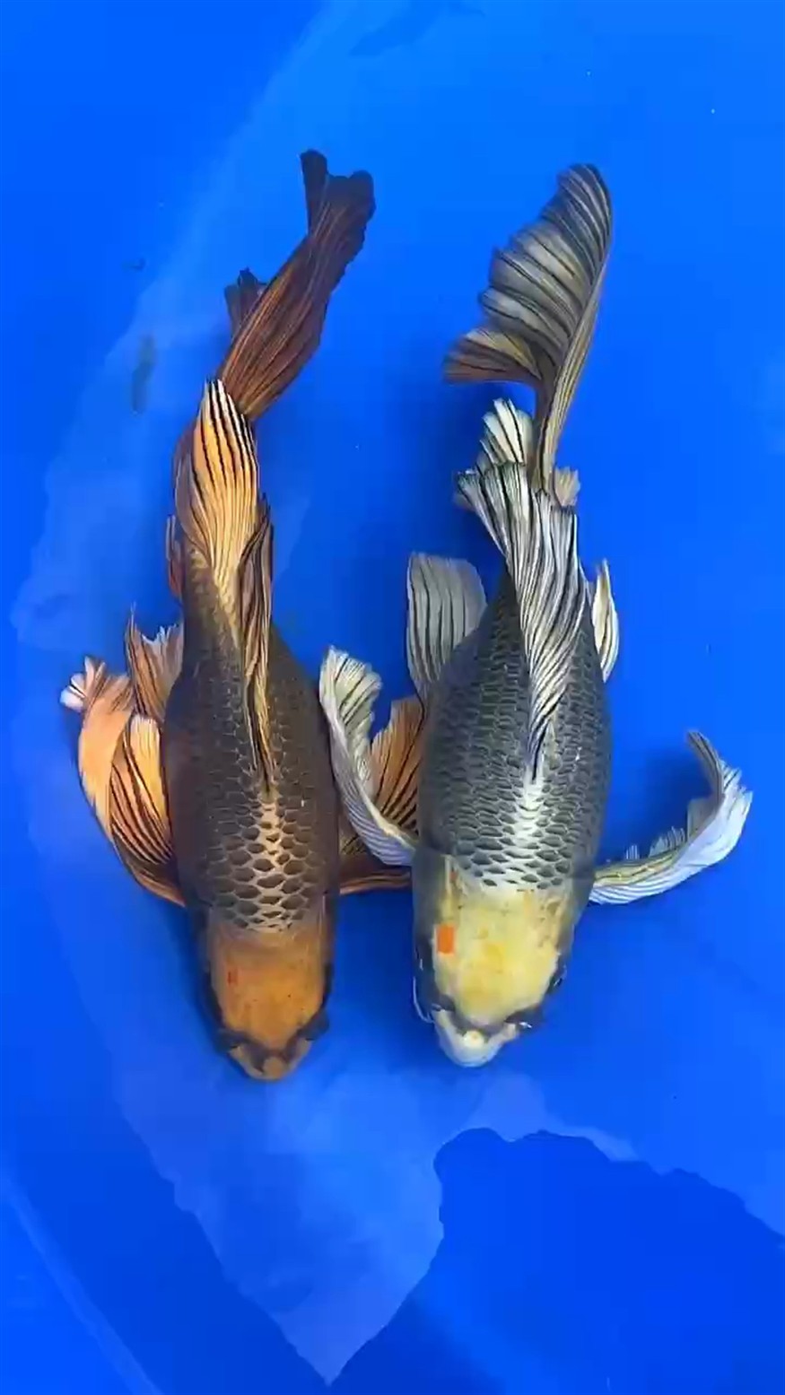古銅魚龍蝶和黃金魚龍牒