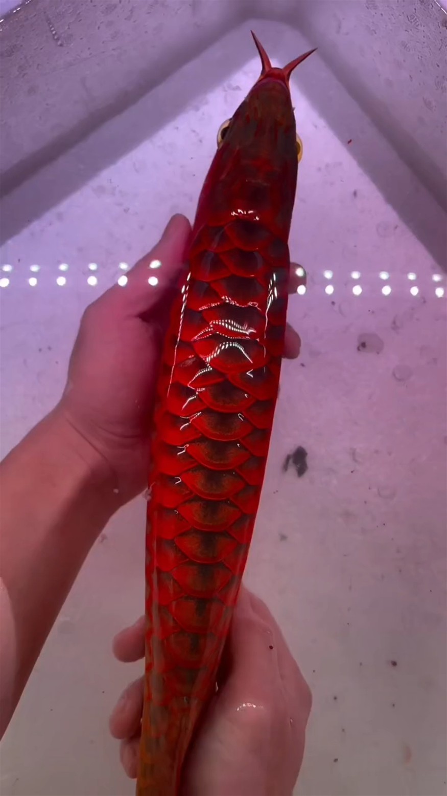 出水寫真 出水寫真 龍魚論壇