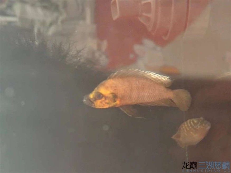 救救我的虎蒙眼＋白鰭