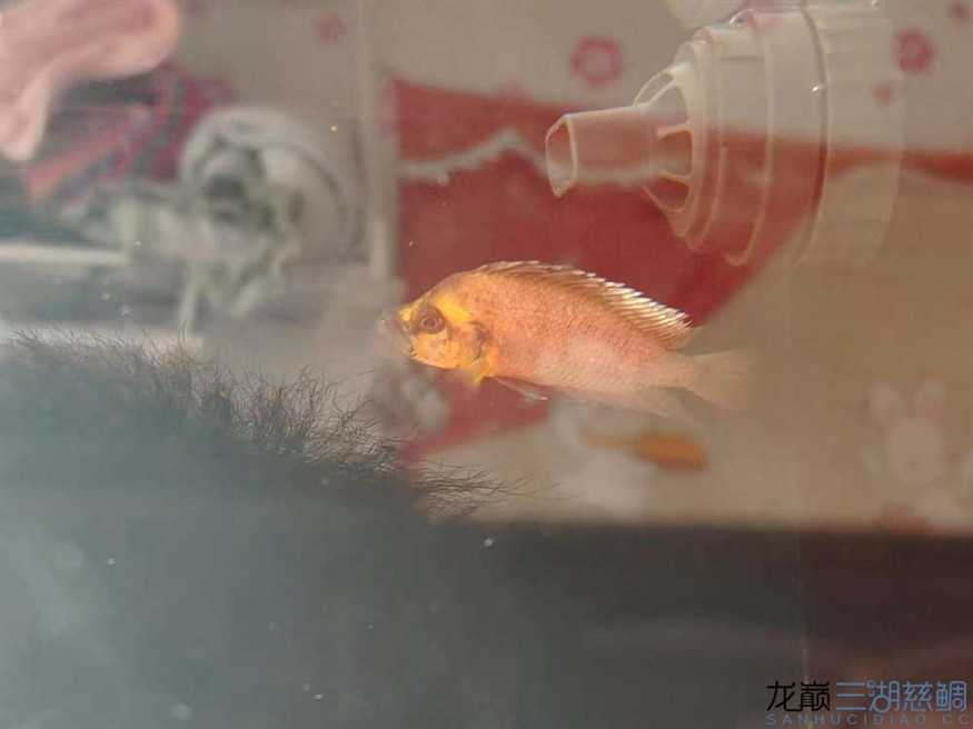 救救我的虎蒙眼＋白鰭