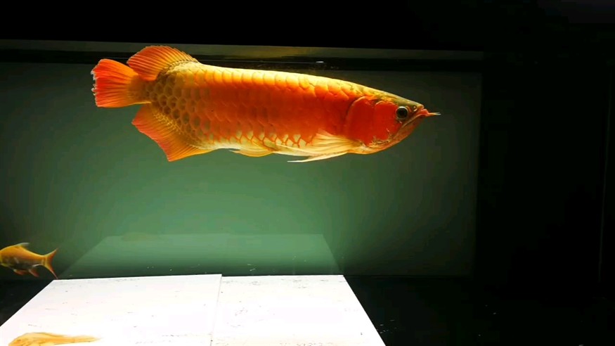 龍王駕臨 龍王駕臨 龍魚論壇