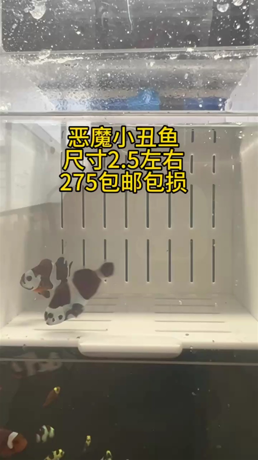 惡魔小丑魚