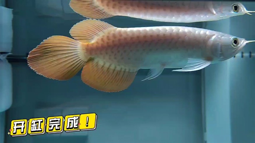 魚缸用增氧泵價(jià)格是多少:魚缸增氧機(jī)-xtrac增氧機(jī)-xtrac增氧機(jī) 龍虎開缸完成 龍魚論壇 龍虎開缸完成 龍虎開缸完成 龍魚論壇