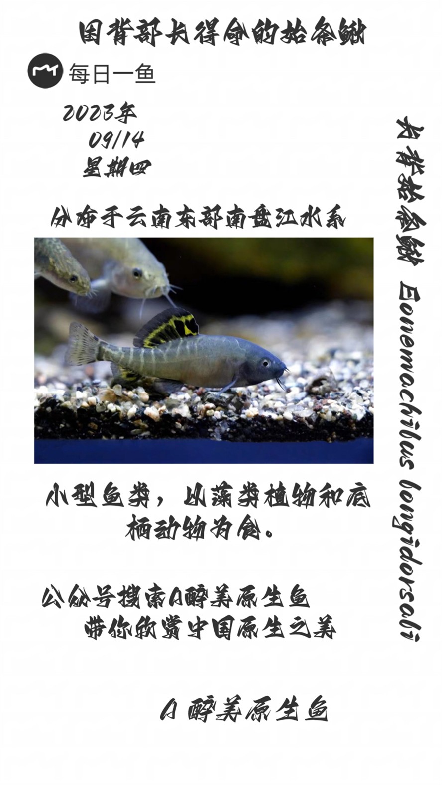 龍魚干蝦有營養嗎 長背始條鰍 龍魚論壇 長背始條鰍 長背始條鰍 龍魚論壇