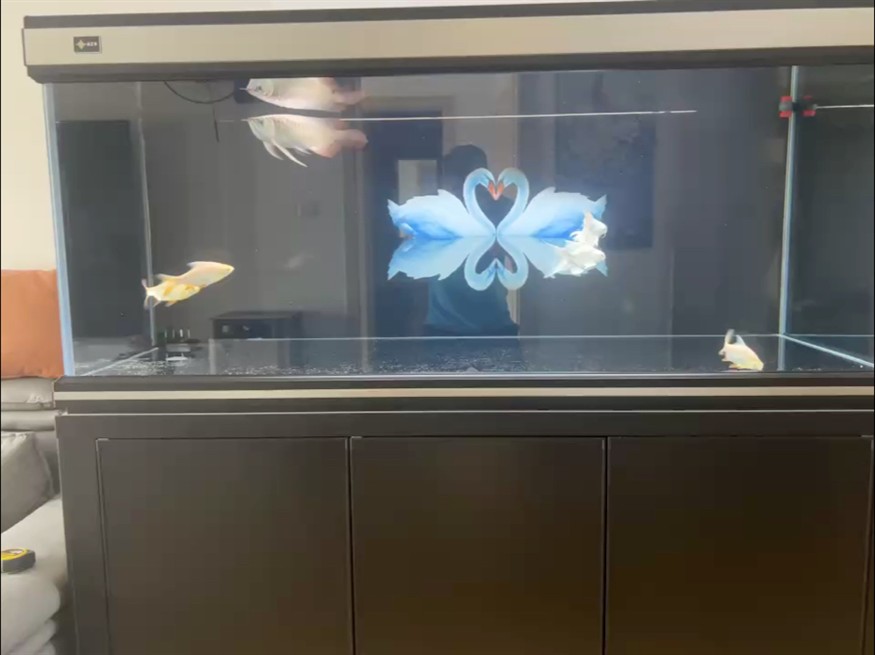 新龍入缸逐步恢復狀態！ 新龍入缸逐步恢復狀態！ 龍魚論壇