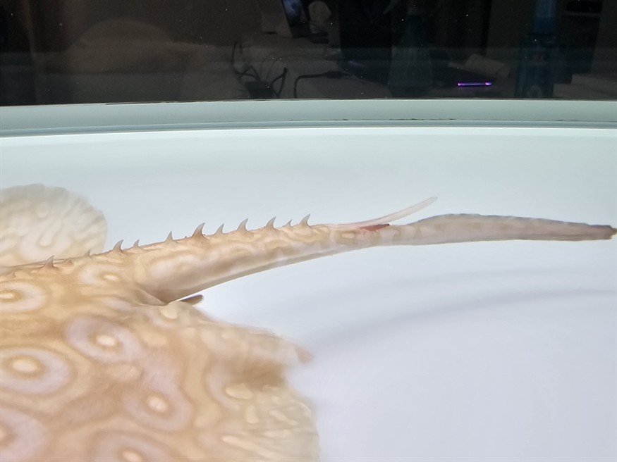 魟魚尾刺要不要剪掉？