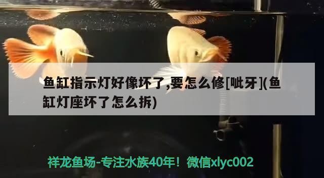 小魚缸是有蓋好還是無蓋好呢(小魚缸是有蓋好還是無蓋好呢圖片)