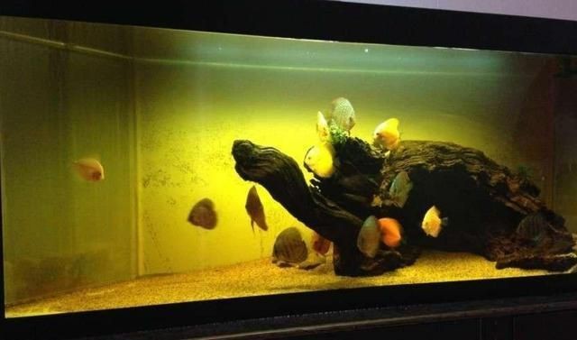 沉木在魚缸里水發黃怎么辦視頻：如何處理沉木導致魚缸水發黃的問題？ 沉木在魚缸里水發黃怎么辦視頻：如何處理沉木導致魚缸水發黃的問題？ 魚缸百科 第1張