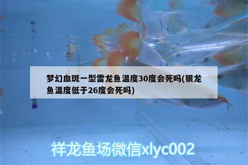 夢幻血斑一型雷龍魚溫度30度會死嗎(銀龍魚溫度低于26度會死嗎)