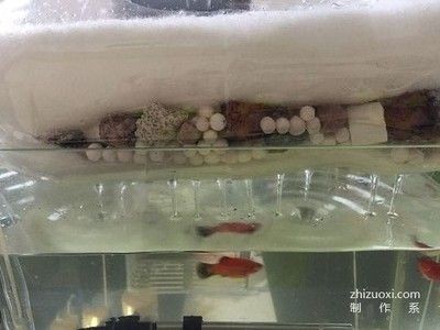 超市魚缸制作方法：超市魚缸制作方法涉及到多個步驟和細節(jié)和細節(jié)和細節(jié) 超市魚缸制作方法：超市魚缸制作方法涉及到多個步驟和細節(jié)和細節(jié)和細節(jié) 魚缸百科 第1張