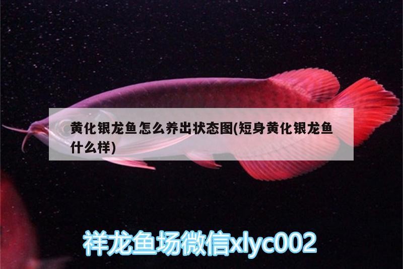 黃化銀龍魚怎么養出狀態圖(短身黃化銀龍魚什么樣)
