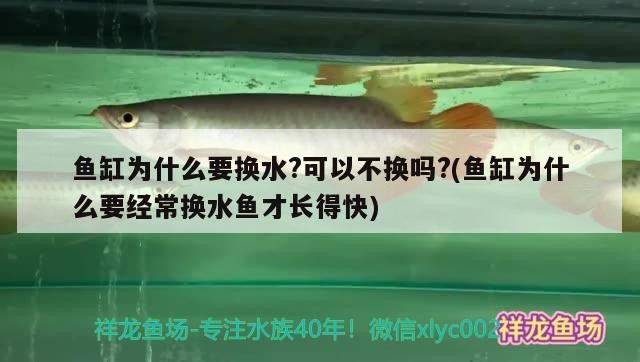 魚缸為什么要換水?可以不換嗎?(魚缸為什么要經常換水魚才長得快) 魚缸為什么要換水?可以不換嗎?(魚缸為什么要經常換水魚才長得快) 豬鼻龜百科