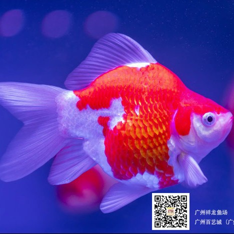 魚的嘴腫了怎么辦？謝謝 魚的嘴腫了怎么辦？謝謝 銀龍魚百科