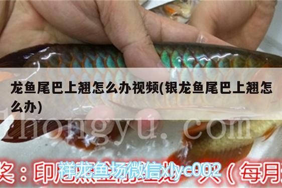 魚缸用增氧泵價格是多少:魚缸增氧機-xtrac增氧機-xtrac增氧機 龍魚尾巴上翹怎么辦視頻(銀龍魚尾巴上翹怎么辦) 銀龍魚百科 龍魚尾巴上翹怎么辦視頻(銀龍魚尾巴上翹怎么辦) 龍魚尾巴上翹怎么辦視頻(銀龍魚尾巴上翹怎么辦) 銀龍魚百科