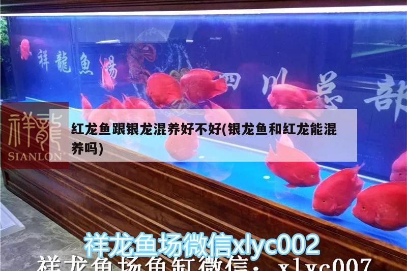 紅龍魚跟銀龍混養(yǎng)好不好(銀龍魚和紅龍能混養(yǎng)嗎) 紅龍魚跟銀龍混養(yǎng)好不好(銀龍魚和紅龍能混養(yǎng)嗎) 銀龍魚百科