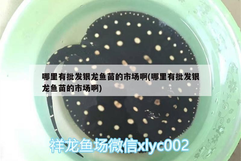 哪里有批發銀龍魚苗的市場啊(哪里有批發銀龍魚苗的市場啊)