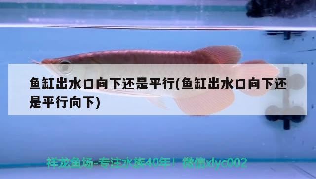 豬鼻龜左眼圈有潰瘍沒事吧用什么藥